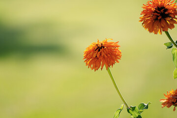 Zinnia bloom in garden closeup with shallow depth of field and copy space on bright blurred background.
