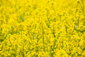 菜の花畑　鹿児島県出水市にて