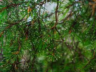 branches of a pine