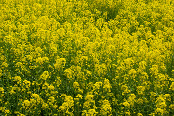 菜の花畑　鹿児島県出水市にて