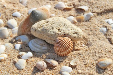 Shells, Conchas