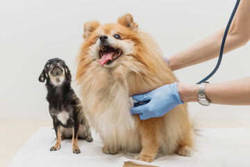 Veterinarian listens to dog's heartbeat with stethoscope. Pet health check concept