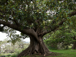 Moreton Bay Fig in the Botanical Gardens, Sydney, Australia. Botanical name Ficus Macrophylla