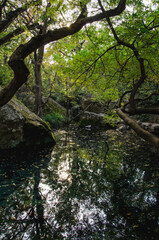 Fototapeta premium Scenic landscape of green trees around pond in park