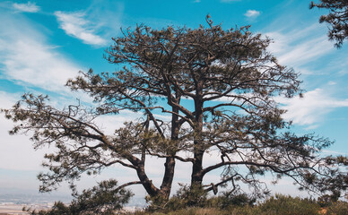 tree and sky