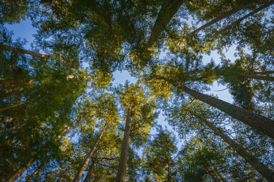 Forest Canopy