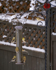 Goldfinches on Bird Feeder