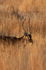 Waterbuck Bull, Kruger National Park