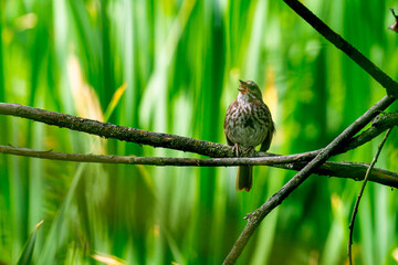 Singing Sparrow