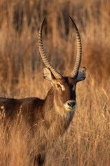 Waterbuck Bull, Kruger National Park