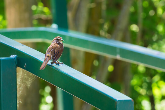 Sparrow on a Rail