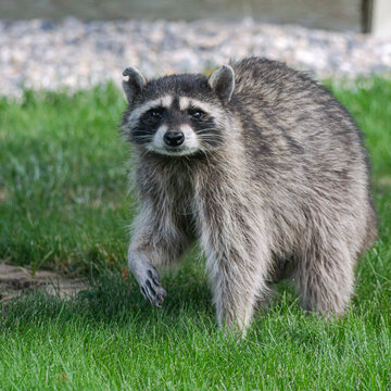 Racoon Mother