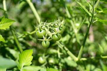 Bunch of fresh organic tomatoes