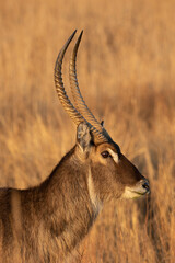 Waterbuck Bull, Kruger National Park