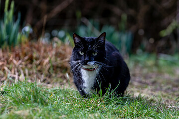 A black and white cat getting ready to pounce