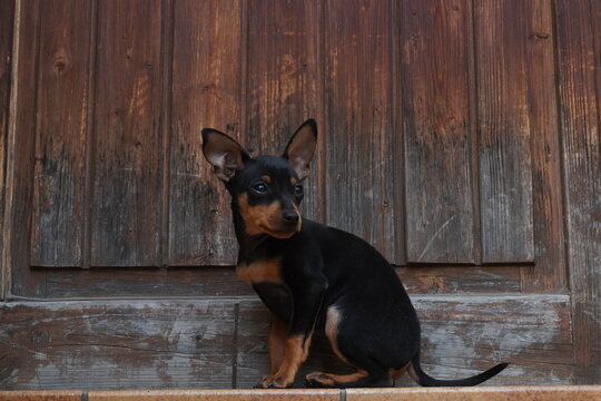 my dog archie