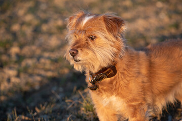 A small hairy dog ​​with brown fur stands in front of a meadow in the evening sun and looks sideways into the picture