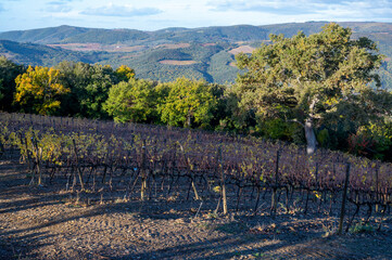 Autumn on vineyards near wine making town Montalcino, Tuscany, rows of grape plants after harvest, Italy