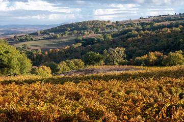 Fototapeta na wymiar Autumn on vineyards near wine making town Montalcino, Tuscany, rows of grape plants after harvest, Italy