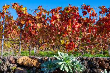 Colorful Canarian terraced vineyards in december