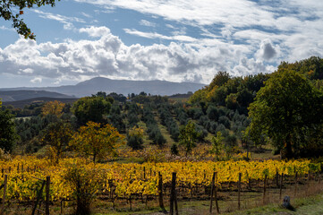 Fototapeta na wymiar View on hills, autumn on vineyards near wine making town Montalcino, Tuscany, rows of grape plants after harvest, Italy