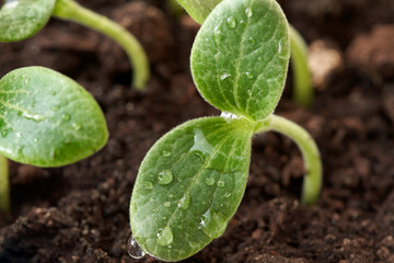 A sprout of squash with dripping drops of water from cotyledon leaves. Macro photography.