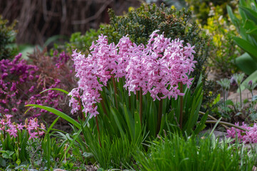 Hyacintus orientalis early spring flowering plant in bloom, group of ornamental flowering flowers in the garden