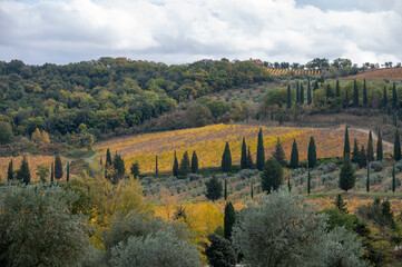 Walking on hills near Abbazia Sant'Antimo, Montalcino, Tuscany, Italy. Tuscan landscape with cypress trees, vineyards, forests and olive trees in autumn.