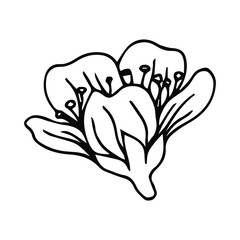 Flower art line. Sakura or Apple blossoms in vector isolated on white background. Spring flowers drawn in black and white line. Icon or symbol of spring and flowers.Doodle outline. Sketch.