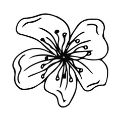 Flower art line. Sakura or Apple blossoms in vector isolated on white background. Spring flowers drawn in black and white line. Icon or symbol of spring and flowers.Doodle outline. Sketch.