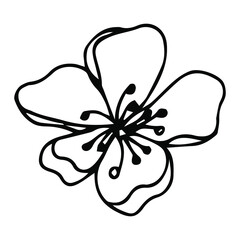 Flower art line. Sakura or Apple blossoms in vector isolated on white background. Spring flowers drawn in black and white line. Icon or symbol of spring and flowers.Doodle outline. Sketch.