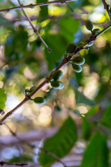Arabica coffee tree with green ripening coffee cherries berries on plantation