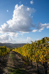 View on hills autumn on vineyards near wine making town Montalcino, Tuscany, rows of grape plants after harvest, Italy