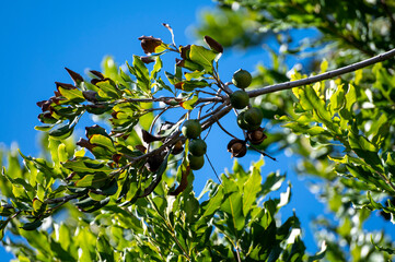 Hard green Australian macadamia nuts hanging on branches on big tree