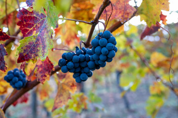 Autumn on vineyards near wine making town Montalcino, Tuscany, ripe blue sangiovese grapes hanging on plants after harvest, Italy