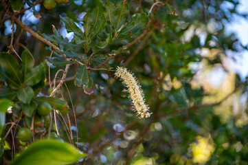 Hard green Australian macadamia nuts and white flowers hanging on branches on big tree