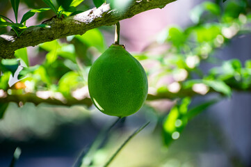 Green fruits hanging on Crescentia cujete or calabash tree in tropical garden
