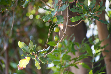Hard green Australian macadamia nuts hanging on branches on big tree