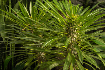 Pachypodium plant succulent close-up. full frame. Floral background green. Full frame
