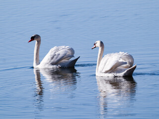 Couple de Cygne