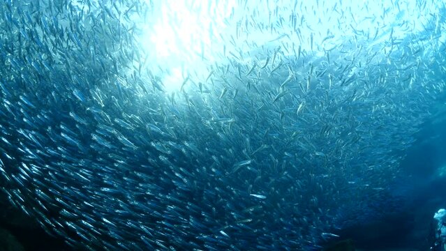 silversides hiding behind secret rocks  under sun shine and beams underwater silverside fish school wavy sea protection ocean scenery behaviour backgrounds
