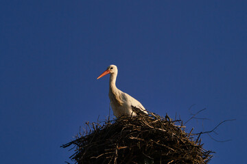 a white stork Ciconia ciconia on the stork's nest