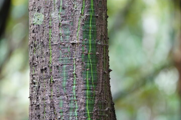 Pachira aquatica is a tropical wetland tree in the mallow family Malvaceae. Amazon forest near Mamori, Brazil.