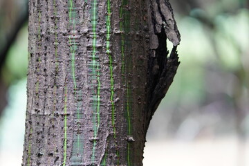 Pachira aquatica is a tropical wetland tree in the mallow family Malvaceae. Amazon forest near...