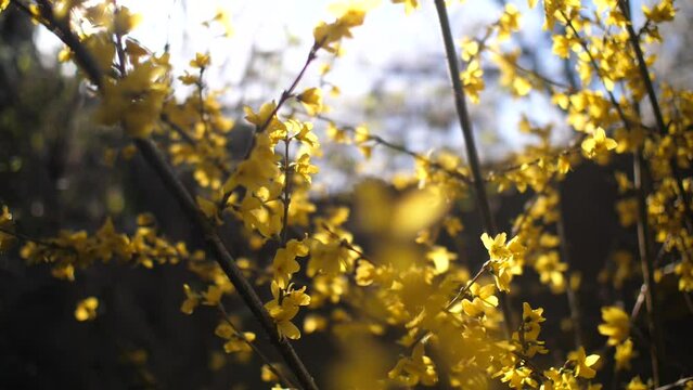 Jardin en fleur au printemps