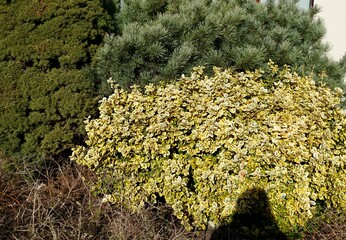 Vorgarten mit Koniferen und immergrün