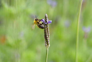 Bee pollinates flower on an autumn day 
