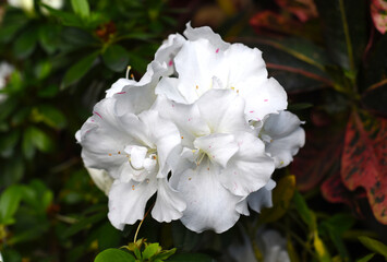 White azalea flowers growing on a shrub