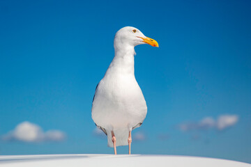 A seagull posing for the camera