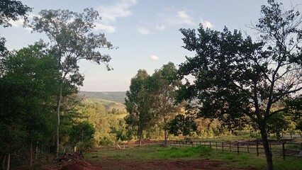 Obraz premium sunset in the forest